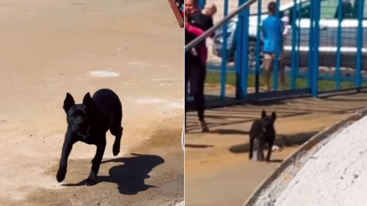 Cão foge de casa para visitar posto de saúde: ‘faz enfermagem’