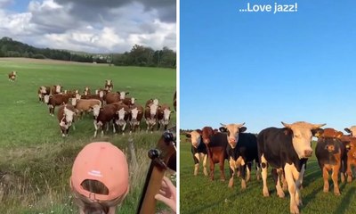Vídeo mostra animais hipnotizados com jazz