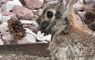 Coelhos ‘Frankenstein’ surgem com tentáculos sombrios na cabeça