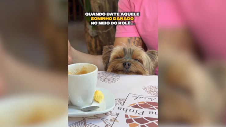 Cachorro viraliza ao dormir durante passeio em camas improvisadas