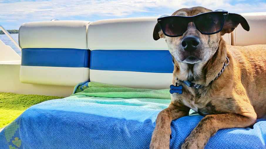 Os cachorros precisam ser tratados com toda a mordomia pelas babás