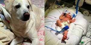 Cão ajuda a descobrir gravidez prematura