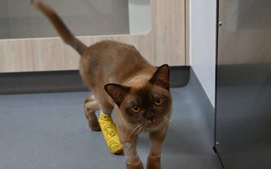 Gato é salvo após rodar ciclo completo em máquina de lavar roupa