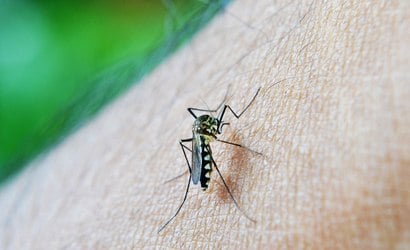 Dengue: Rio vacina apenas 26% da meta de crianças