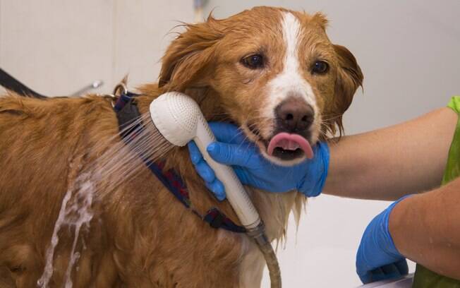 Cachorro tomando banho em pet shop