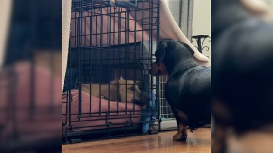 Vídeo mostra Vídeo mostra cadelinha abrindo canil e ajudando amigo a escapar abrindo canil e ajudando amigo a escapar Vídeo mostra Vídeo mostra cadelinha abrindo canil e ajudando amigo a escapar abrindo canil e ajudando amigo a escapar