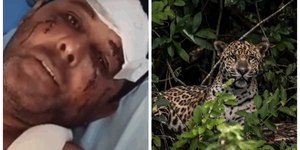 Homem de 51 anos é atacado por onça-pintada em Goiás