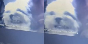 Simpatia de cão conquista a web: "Fofinho"