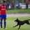 Um cachorro invadiu o campo na estreia de Vitinho pelo CSKA. Foto: Sport Express/Reprodução