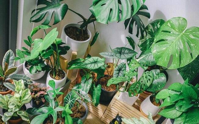 11 espécies de plantas que melhoram a qualidade do ar 11 espécies de plantas que melhoram a qualidade do ar