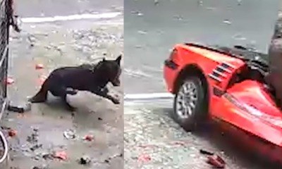 Cadela escapa da morte após rocha esmagar carro