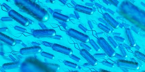Superbactérias avançam e ameaçam a vida de humanos