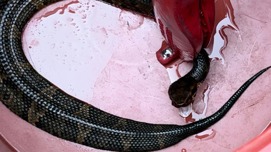 A cottonmouth, também chamada de cobra boca-de-algodão ou mocassim-d'água, é nativa do sudeste dos Estados Unidos A cottonmouth, também chamada de cobra boca-de-algodão ou mocassim-d'água, é nativa do sudeste dos Estados Unidos