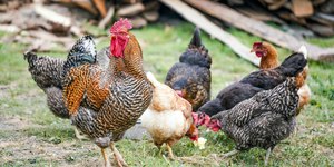 Confirmado 4º foco de gripe aviária em aves domésticas