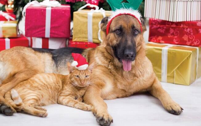Confira os enfeites de Natal que são perigosos para animais de estimação e mantenha-os fora de alcance