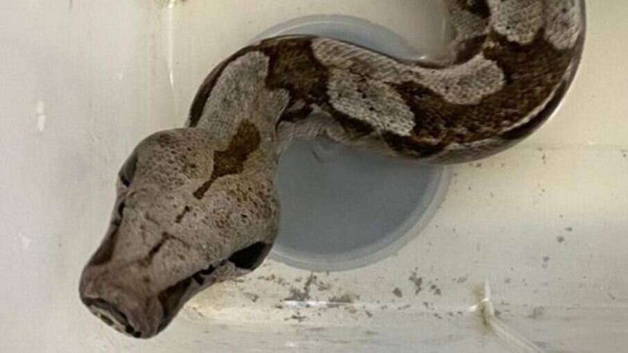 Cobras foram encontradas em casa de morador de Padre Miguel