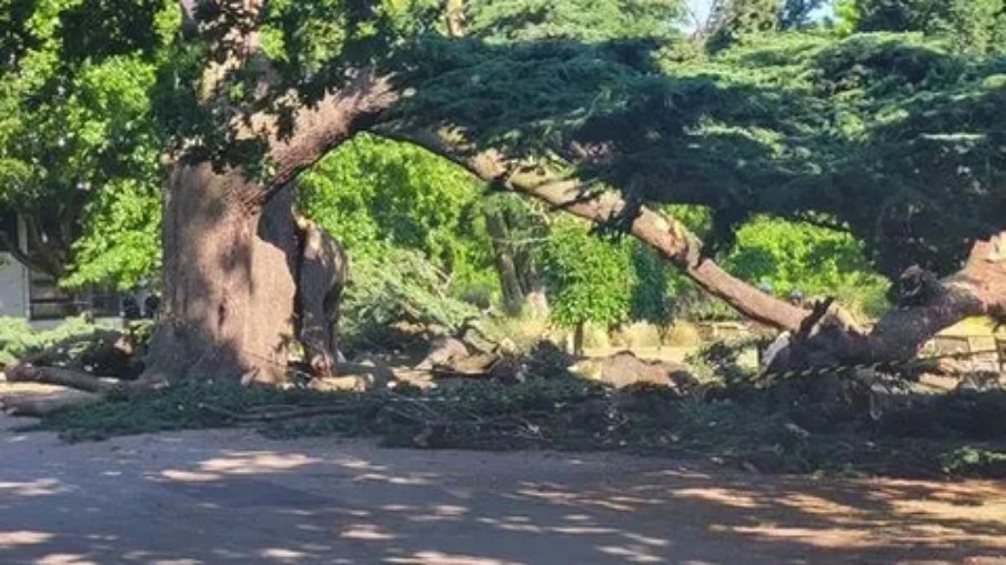 Menina morre após queda de árvore em parque lotado no Reino Unido Menina morre após queda de árvore em parque lotado no Reino Unido