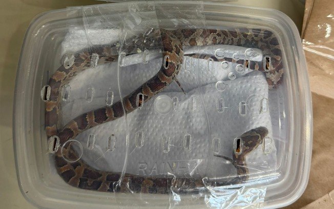 Os três indivíduos eram da espécie 'cobra-do-milho', não peçonhenta, mas exótica, com origem na América do Norte Os três indivíduos eram da espécie 'cobra-do-milho', não peçonhenta, mas exótica, com origem na América do Norte