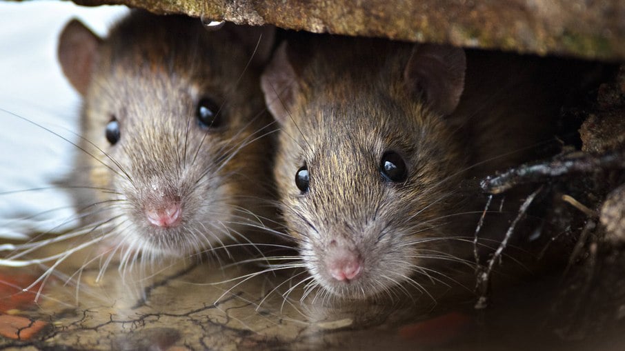 Hantavirose pode ser transmitida por roedores por meio do contato com suas fezes, urina ou saliva