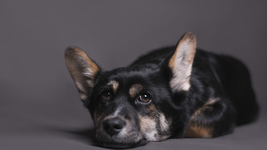 Cuidados essenciais: como adaptar a casa para cães idosos Cuidados essenciais: como adaptar a casa para cães idosos