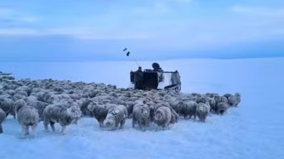 Ovelhas ficaram presas na neve por conta do frio