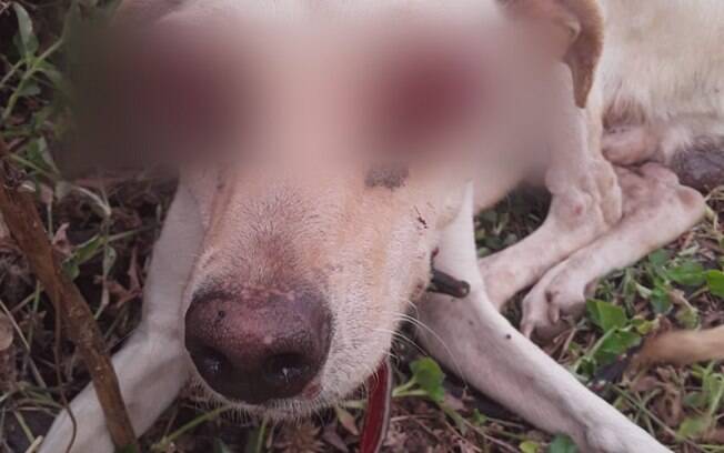 Cachorro teve os olhos arrancados em Major Izidoro, em Alagoas