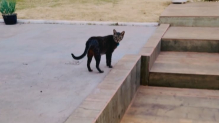 Gato encontra jeito inusitado de pedir carinho à tutora