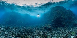 Veja curiosidades sobre o mundo submarino de Fernando de Noronha