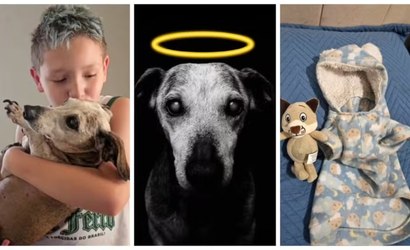 Morre aos 18 anos o cãozinho Boby, que emocionou a internet