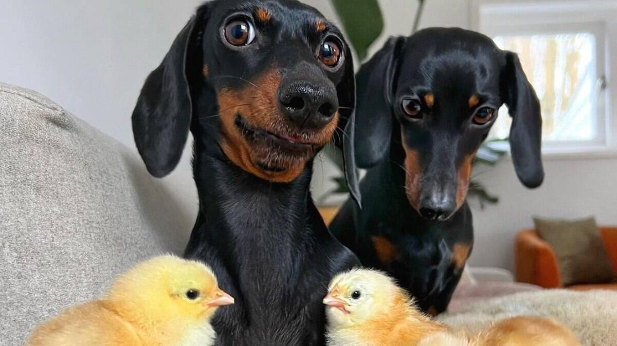 Loulou e Coco são dois cães que vivem com uma família de patos