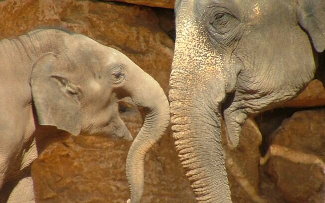 Cientistas afirmam que genes anticancerígenos encontrados nos elefantes também estão presentes nos seres humanos