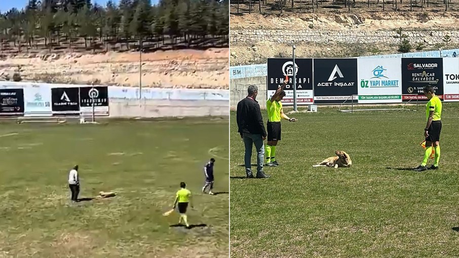 Árbitro expulsa cachorro de futebol com cartão vermelho; assista Árbitro expulsa cachorro de futebol com cartão vermelho; assista