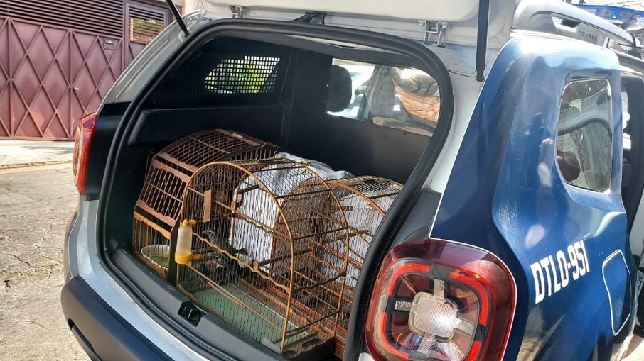 O proprietário da residência irá responder por infração ao artigo 29 da Lei de Crimes Ambientais. O proprietário da residência irá responder por infração ao artigo 29 da Lei de Crimes Ambientais.
