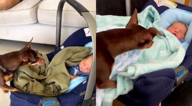 Pinscher encontra bebê pela 1ª vez e encanta: 