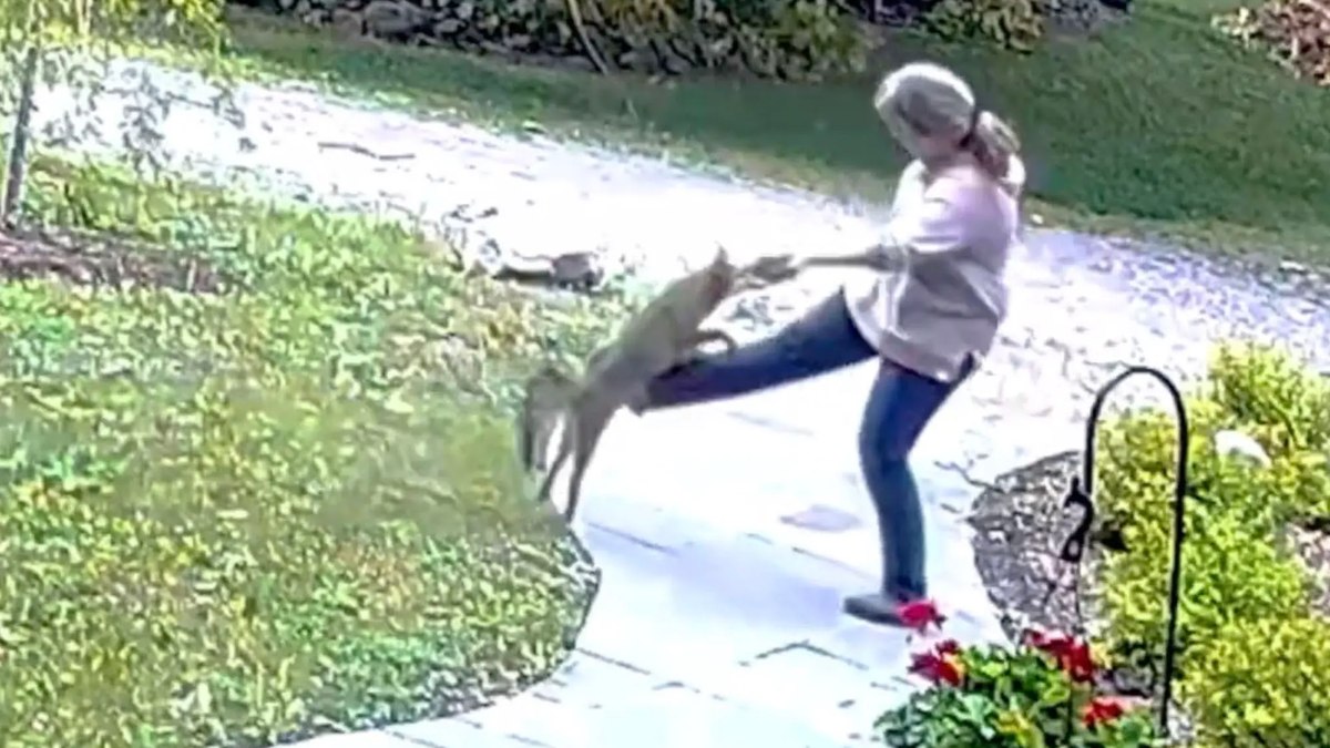 Vídeo mostra mulher sendo atacada por raposa raivosa 