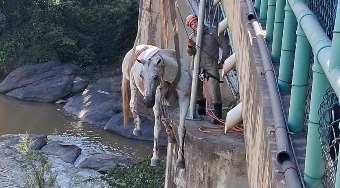 Bombeiros%20resgatam%20cavalos%20presos%20em%20trilhos%20de%20trem%20no%20RJ