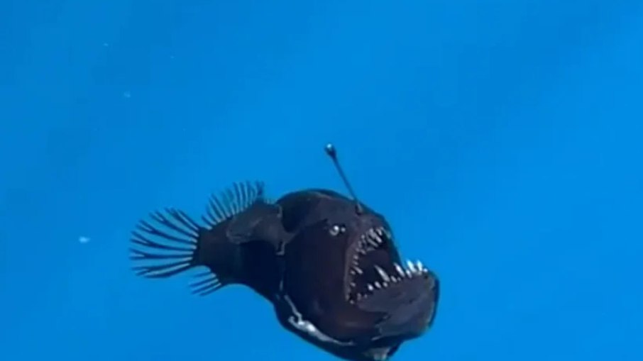 O diabo negro vive em praticamente todos os oceanos tropicais e subtropicais do planeta