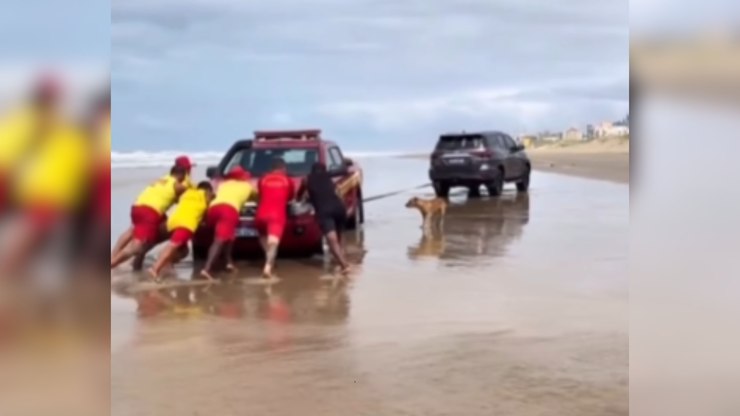 Cachorro caramelo "ajuda" bombeiros a desatolar carro na areia