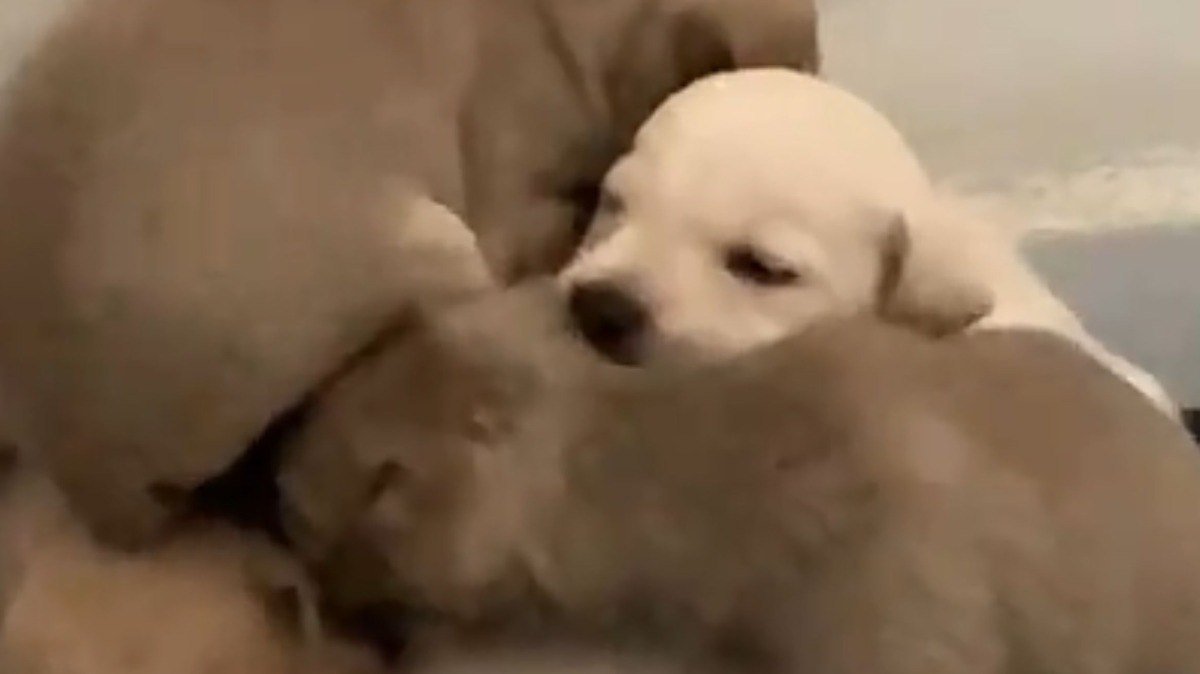 Cachorrinhos encontram jeito inusitado para dormir juntinhos