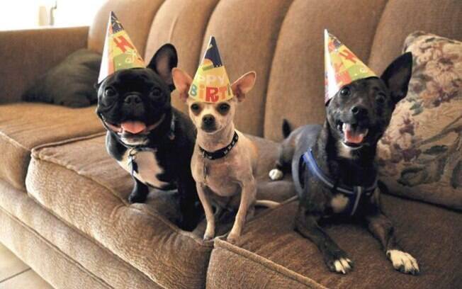 Esses animais comemorando o próprio aniversário são muito fofos
