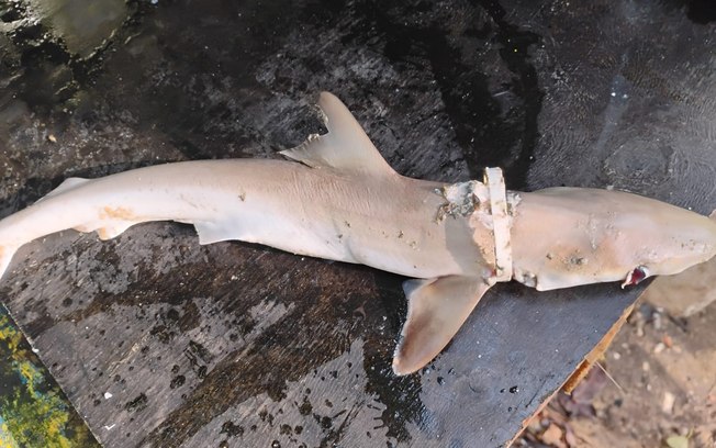 Argola plástica mata tubarão em Ubatuba