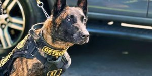 Cão acha droga em panela de pressão nos Correios de SP