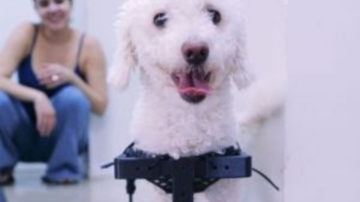 Cão sem patas dianteiras anda com cadeira de rodas inédita Cão sem patas dianteiras anda com cadeira de rodas inédita