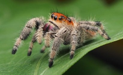 Veneno de aranha pode tratar disfunção erétil e ajudar a rejuvenescer