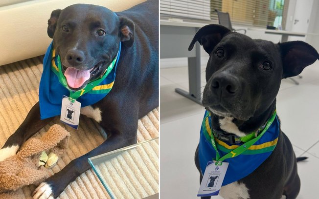 Sem chuteiras, cão vira ídolo nos bastidores da Granja Comary 5ekyr7u2xut6oht5ip6e6tdgj