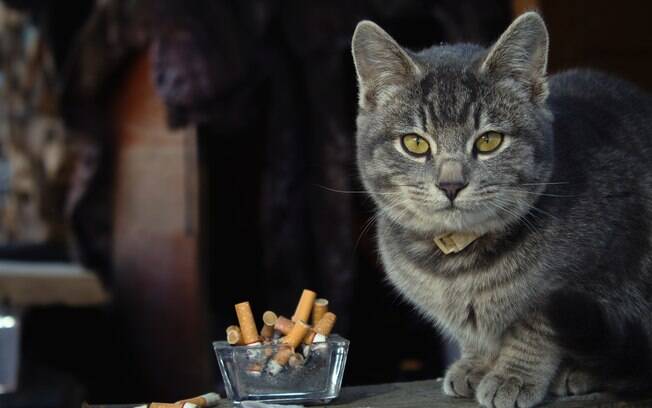 Fumar perto do pet pode trazer sérias consequências para o animal