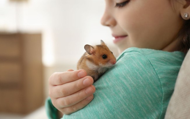 Veja como criar um hamster como animal de estimação