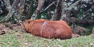 Capivara fica presa em arco de plástico e mobiliza Bombeiros e PM