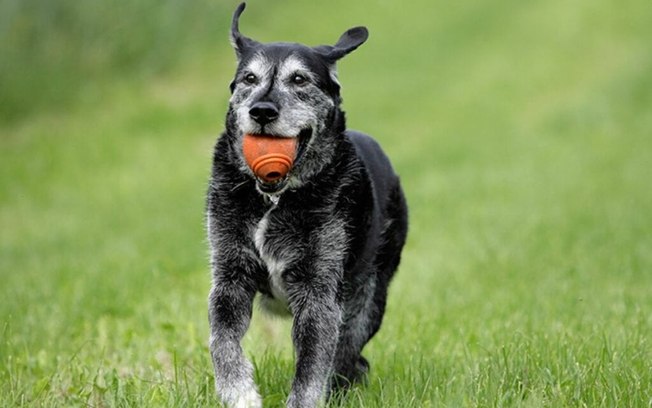 8 brincadeiras seguras para cachorros idosos