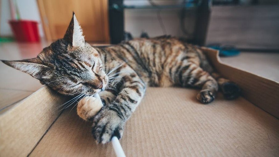 Oferecer brinquedos e estímulos ao gato ajuda a manter a saúde física e mental